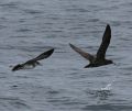 Flesh-footed Shearwater